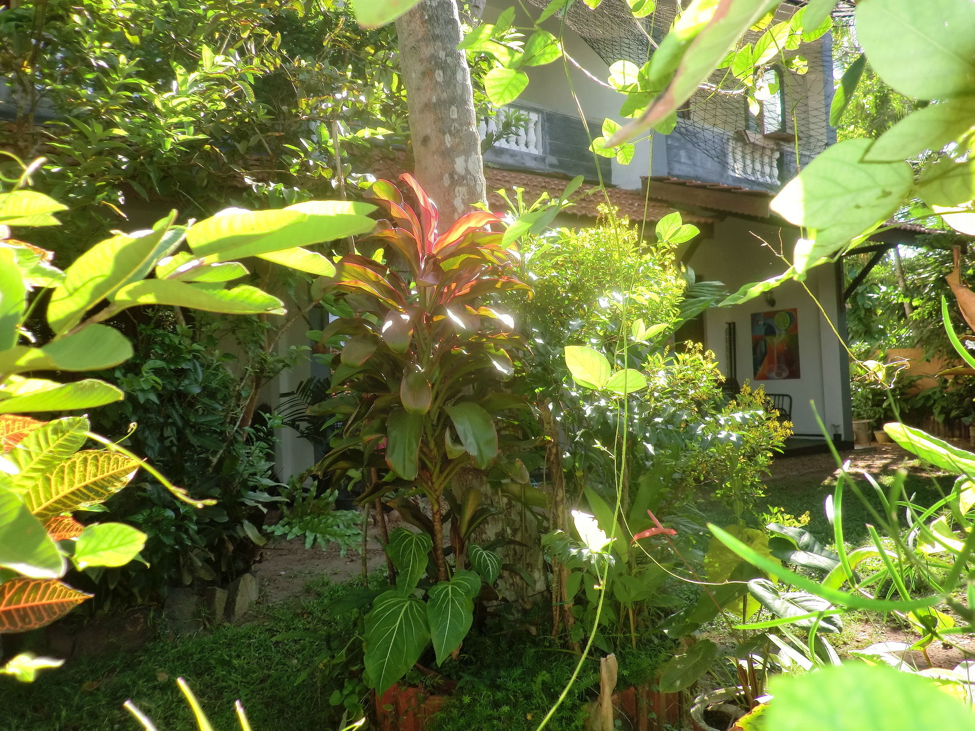 Peacock Wings Guest Hotel Mirissa Exterior foto